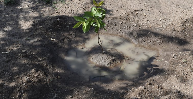 Ausgedörrte Erde mit einer kleinen Wasserpfütze, in der eine pflanze wächst