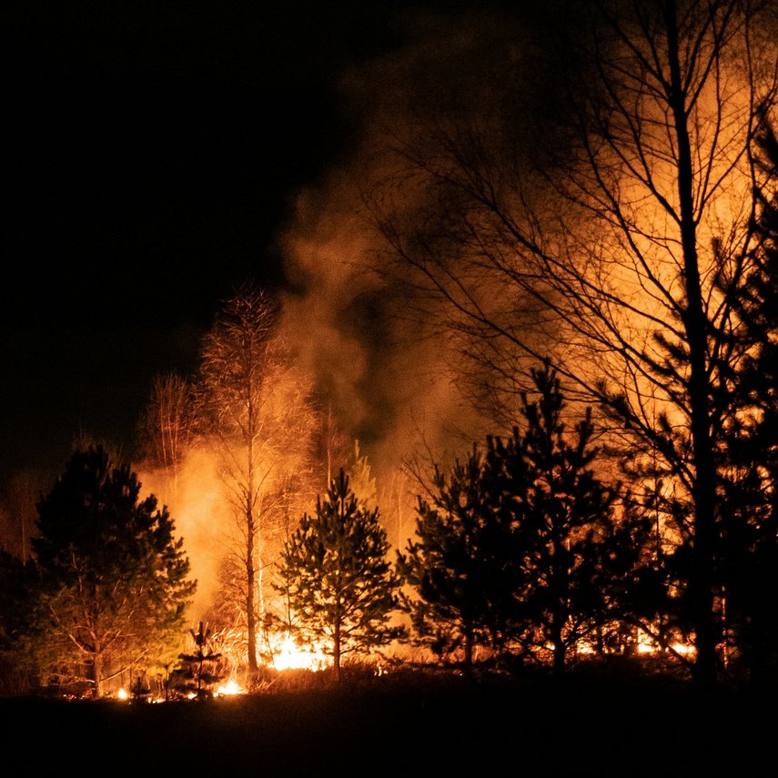 Waldbrand Brennender Wald bei Nacht