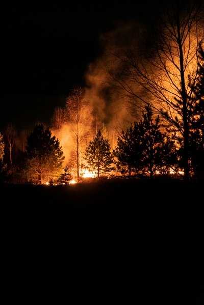 Waldbrand bei Nacht c Egor Vikhrev Projekt Bild
