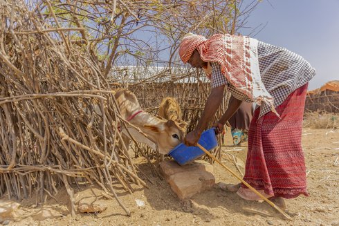 Der Bauer Abdullahi Mohamed füttert seine verbliebenen Kälber aus einem Trog in der von der Dürre betroffenen Region Farey (Mandera County, Kenia)