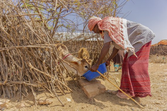 Der Bauer Abdullahi Mohamed füttert seine verbliebenen Kälber aus einem Trog in der von der Dürre betroffenen Region Farey (Mandera County, Kenia)