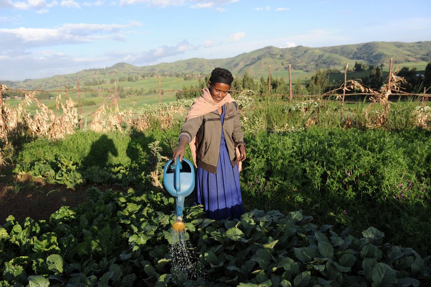Eine Frau gießt Gemüse auf einem Feld in Äthiopien..