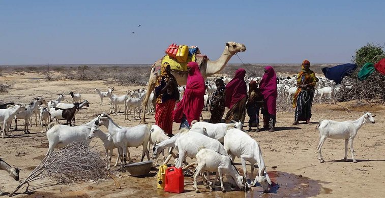 Viehhirten in Galmudug.