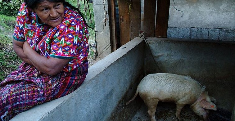 Eine Frau schaut in Guatemala auf ein Schwein