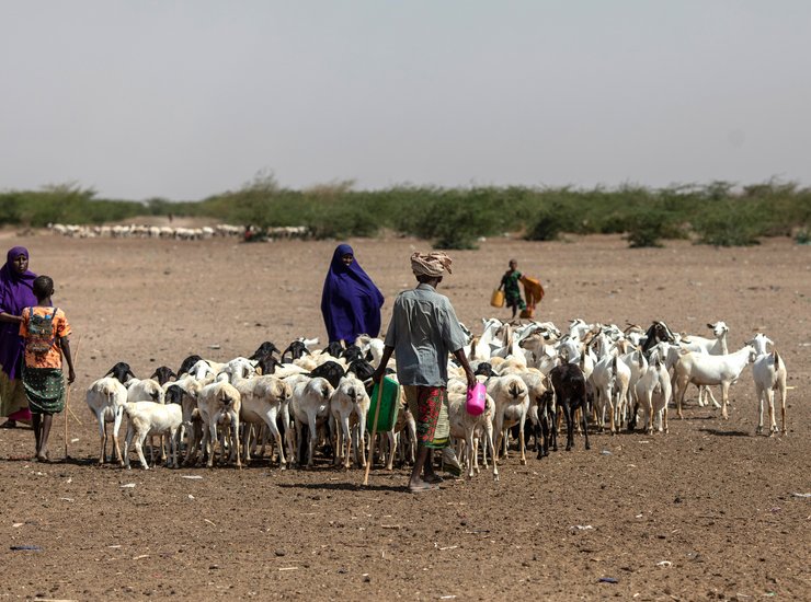 Dürre im Nordosten von Kenia: Hirten mit Ziegenherde