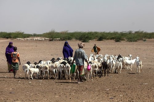Dürre im Nordosten von Kenia: Hirten mit Ziegenherde