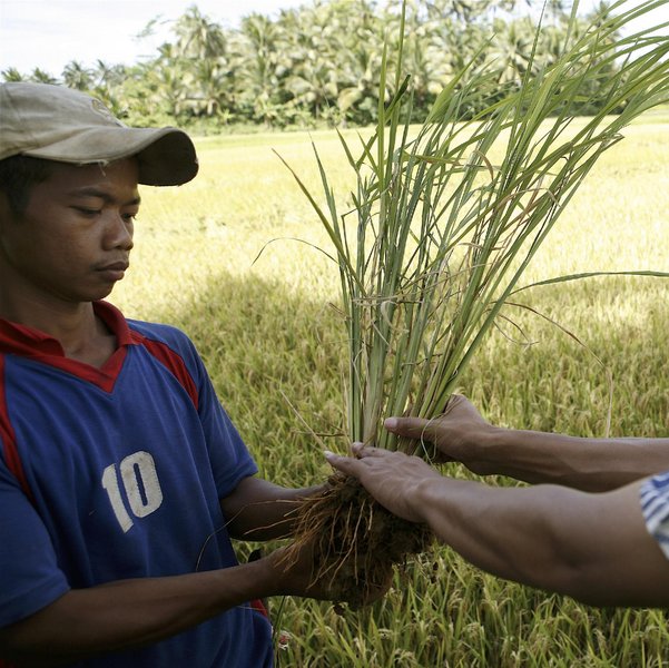 Mann hält eine Reispflanze