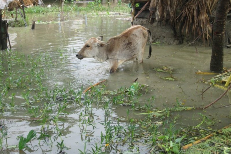 Kuh in den Fluten von Bangladesch