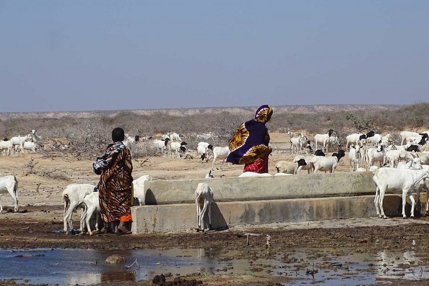 Viehhirten entnehmen Wasser in Somalia