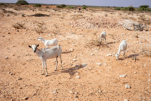 Dürre in Somalia