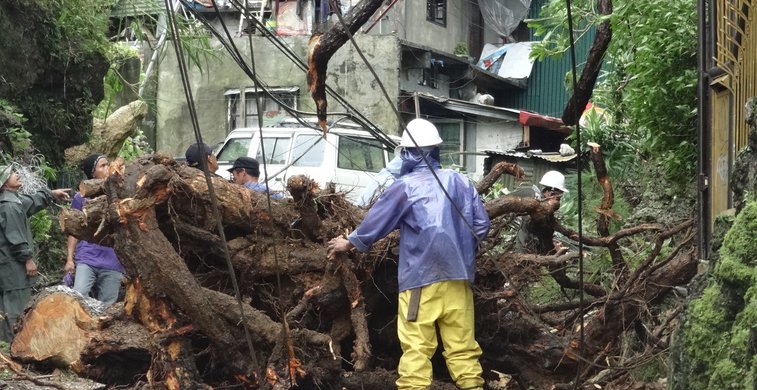 Umgestürzter Baum auf Philippinen